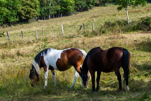 istock group of horses in the grass 1281229270