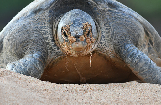 Atlantic Green Sea Turtle (Chelonia mydas) on the beach of Ascension island.
