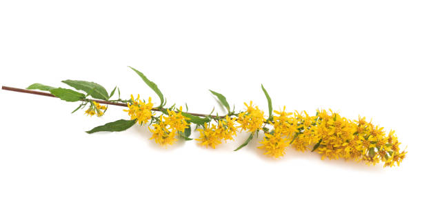 istock European goldenrod flowers 1281230237
