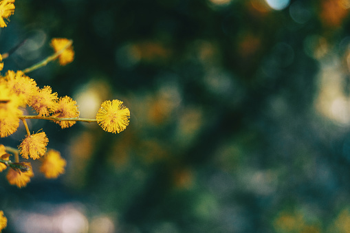 Close-up of a golden flower of acacia pycantha on bokeh background
