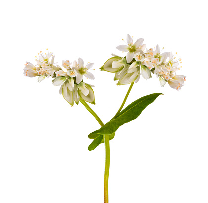 Buckwheat  flowers isolated on white background