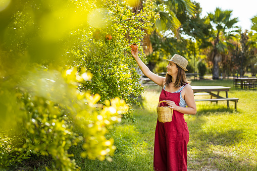 Young woman picking pomegranates from a tree in her backyard