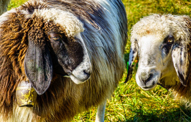 istock nice sheeps at the european alps 1281232504