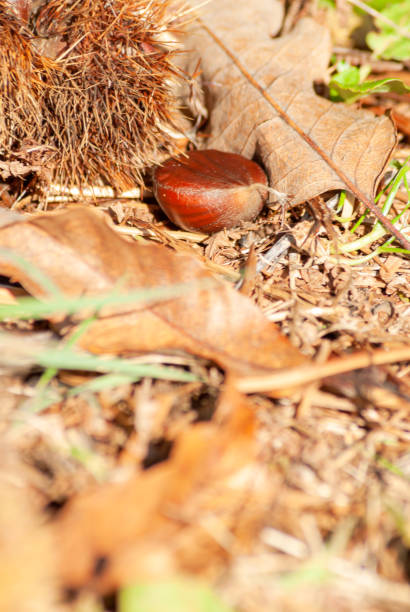 istock Chestnuts inside the urchins fallen from the tree along with the leaves 1281232514