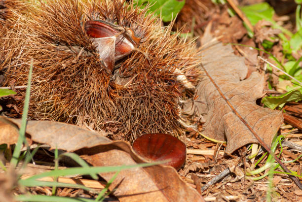 istock Chestnuts inside the urchins fallen from the tree along with the leaves 1281232517