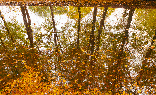 Beech trees reflected on the water surface of a creek in a forest during a beautiful fall day in Gelderland, The Netherlands. Brown golden leaves are floating on the water.