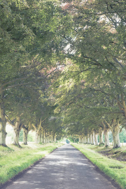 istock Beautiful countryside road in Scotland 1281232676