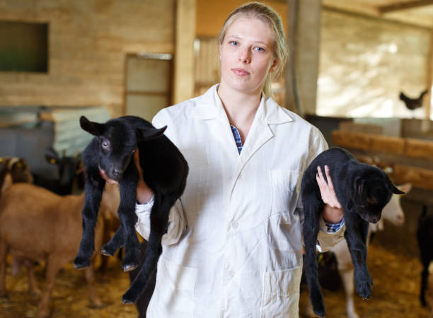 istock Positive farmer with goatlings on his hands 1281233593
