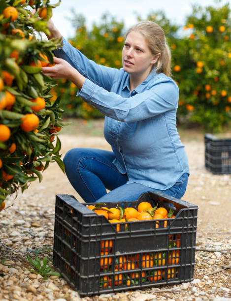 istock Woman picking tangerines 1281233653