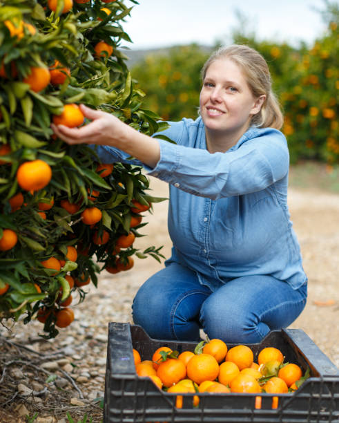istock Woman farmer harvesting mandarins 1281233663