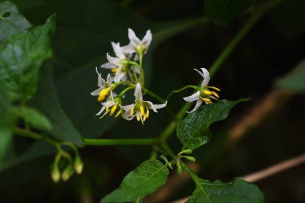 Black nightshade (Solanum nigrum) flowers Black nightshade (Solanum nigrum) flowers / Solanaceae annual grass. solanum nigrum stock pictures, royalty-free photos & images