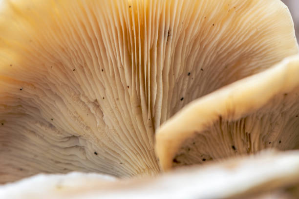 istock Boletus Mushroom on moss covered forest floor during a beautiful fall day 1281234017