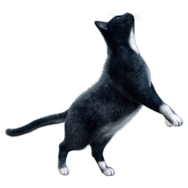 istock 3D illustration black domestic cat on white 1281234141