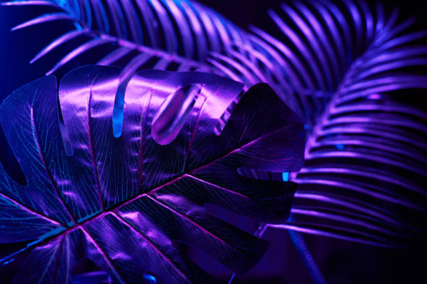 istock Creative tropic purple leaves layout. 1281235274