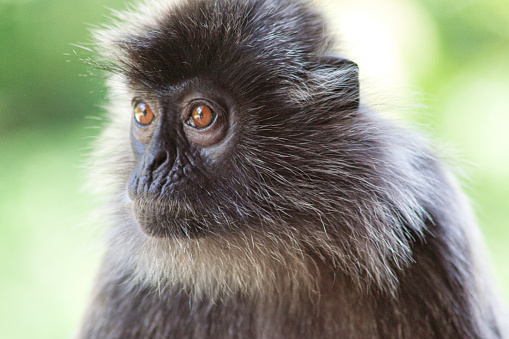 Black and white Surili monkey (Presbytis) - photographed in Borneo near Sandakan