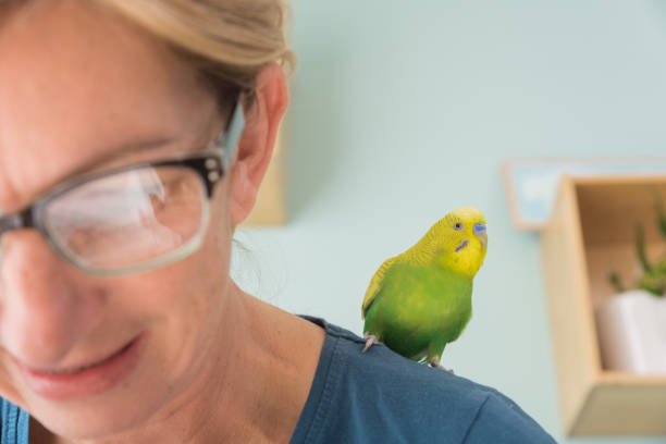 Portrait of Smiling Woman with her Lovely Pet Budgerigar Portrait of Smiling Woman with her Lovely Pet Budgerigar budgerigar photos stock pictures, royalty-free photos & images
