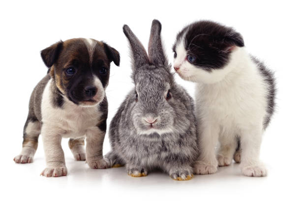 Rabbit, puppy and kitten. Rabbit, puppy and kitten isolated on a white background. dog group of animals three animals happiness stock pictures, royalty-free photos & images