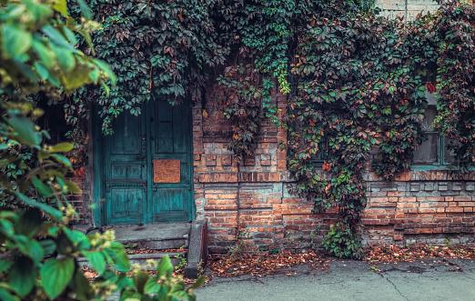 old ruined brick house and walls overgrown with wild grapes. Autumn colorful leaves on a background of vintage brickwork