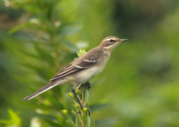 istock Eastern Yellow Wagtail, Motacilla tschutschensis tschutschensis 1281237573