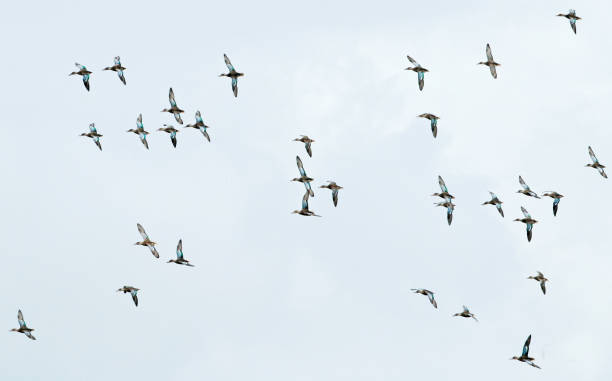 istock Northern Shoveler, Spatula clypeata 1281238296