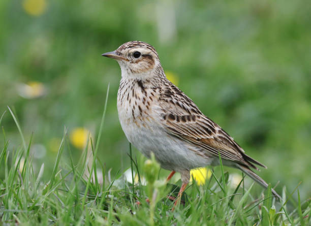 istock Eastern Eurasian Skylark, Alauda arvensis 1281238403