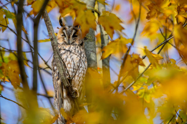 istock Long-eared owl (Asio otus) sitting high up in a tree with yellow colored leafs during a fall day. 1281238769