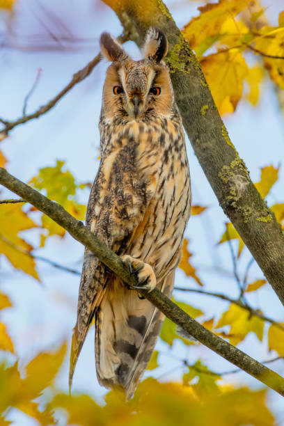 istock Long-eared owl (Asio otus) sitting high up in a tree with yellow colored leafs during a fall day. 1281238909