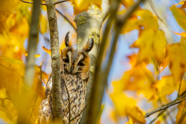 istock Long-eared owl (Asio otus) sitting high up in a tree with yellow colored leafs during a fall day. 1281239174