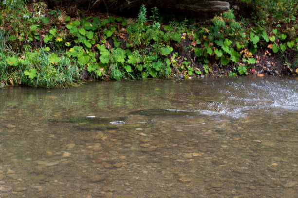 Salmon run in Ontario