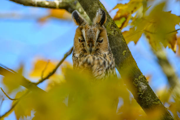 istock Long-eared owl (Asio otus) sitting high up in a tree with yellow colored leafs during a fall day. 1281239849
