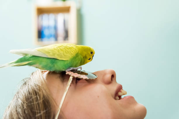 istock Cute Budgerigar Playing with Girls Sunglasses 1281240314