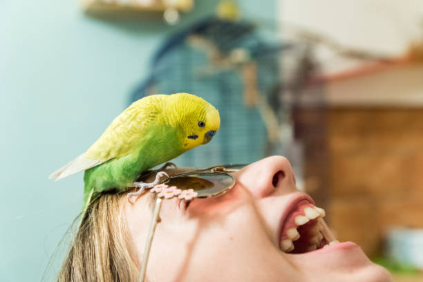 simpatico budgerigar che gioca con gli occhiali da sole per ragazze - happy bird foto e immagini stock