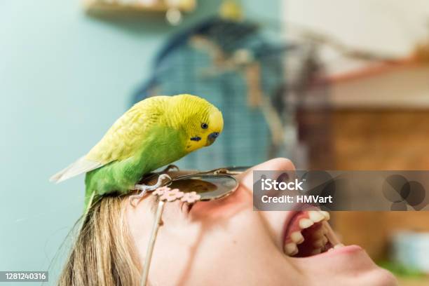 Cute Budgerigar Playing With Girls Sunglasses Stock Photo - Download Image Now - Bird, Pets, Budgerigar