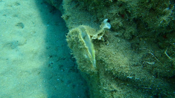 istock Empty seashell of an oyster undersea, Aegean Sea, 1281240421
