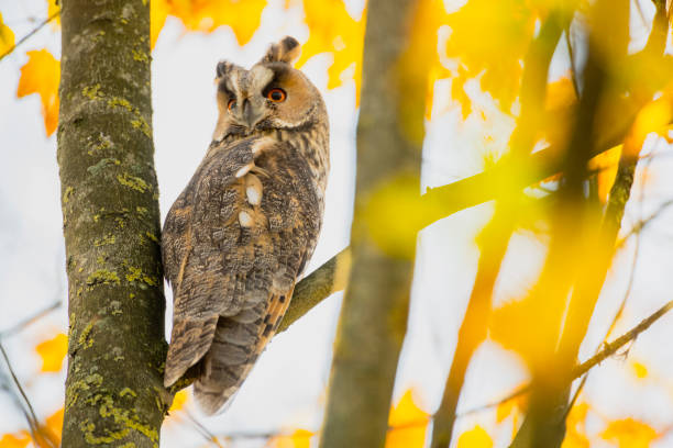 istock Long-eared owl (Asio otus) sitting high up in a tree with yellow colored leafs during a fall day. 1281240432