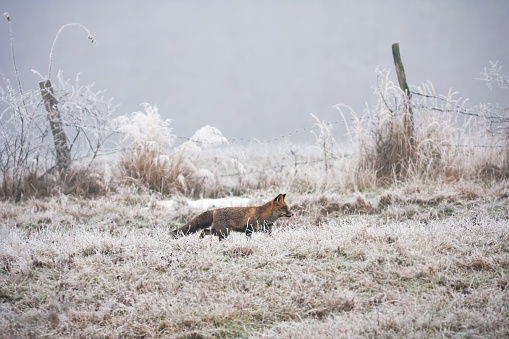 Red fox, vulpes vulpes, walking on meadow in wintertime nature. Wild mammal moving on white field in winter with fence in background. Orange predator marching on snowy pasture.