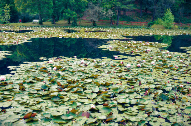 Lily pads in a pond with rocks and grass reeds in the background.  Grass reeds in the foreground.