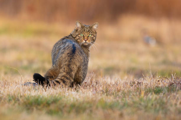 istock Surprised european wildcat turning back on meadow. 1281241740
