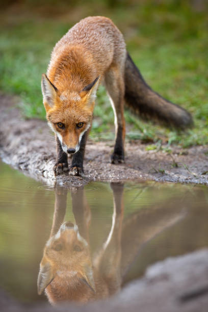 istock Red fox looking to the camera reflected on water surface in autumn. 1281241819