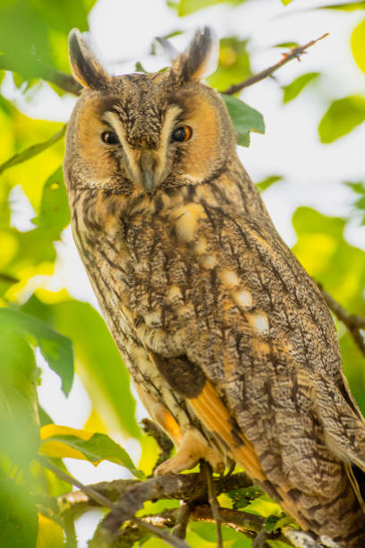 istock Long-eared owl (Asio otus) sitting high up in an apple tree with green colored leafs during a fall day. 1281241826
