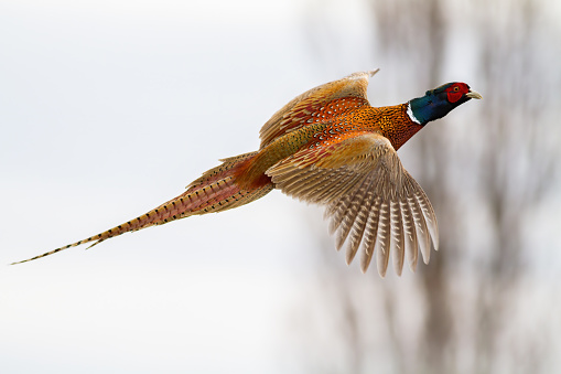 faisán común volando en el aire en la naturaleza de invierno. photo