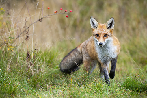 The red fox (Vulpes vulpes) is the largest of the true foxes and one of the most widely distributed members of the order Carnivora, being present across the entire Northern Hemisphere including most of North America. Yellowstone National Park, Wyoming. Winter with snow on the ground.