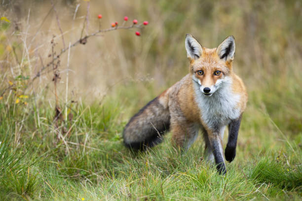 Red fox approaching on meadow in autumn nature. Red fox, vulpes vulpes, approaching on meadow in autumn nature. Wild beast going forward on green field in fall. Front view of predator with orange fur walking closer on grassland. red fox photos stock pictures, royalty-free photos & images