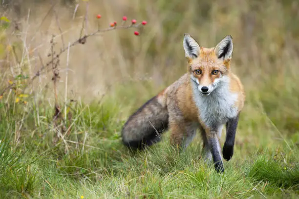 Photo of Red fox approaching on meadow in autumn nature.