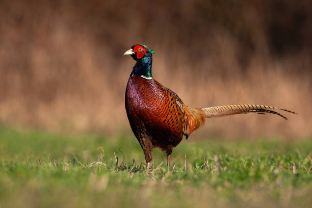 istock Proud common pheasant male standing on meadow in autumn. 1281242048