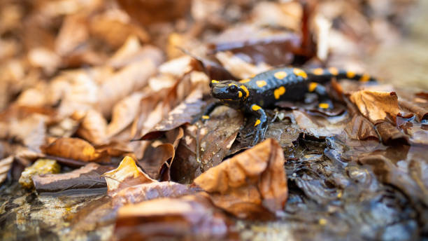istock Fire salamander crawling on foliage in autumn nature. 1281242118