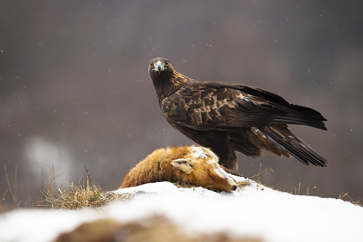 Golden eagle, aquila chrysaetos, looking to the camera on meadow in winter. Majestic bird standing next to prey on white field. Wild brown feathered animal with killed dead fox on snowy glade.