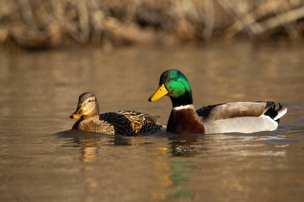 istock Two mallards swimming in water in autumn nature. 1281242170