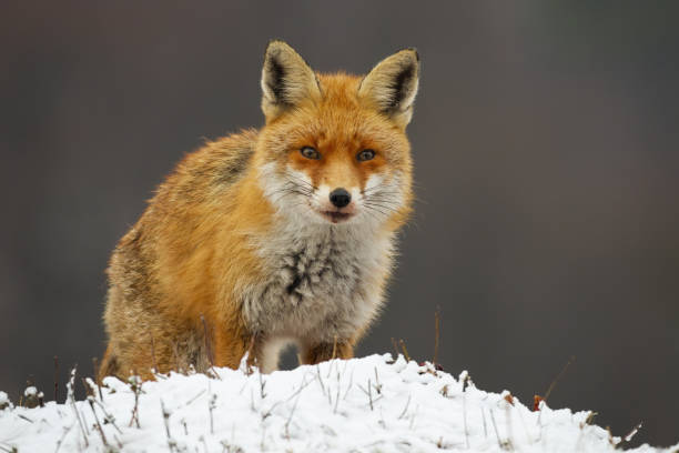 istock Dangerous red fox standing on meadow in winter nature. 1281242193