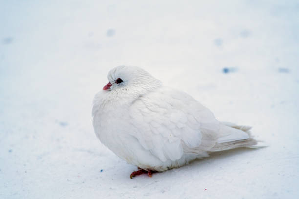 istock A white dove sits on the first snow 1281242223